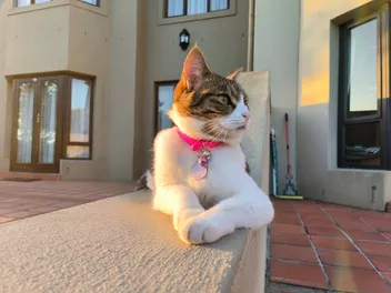 Golf Course Cats: Keeping Up With Milly (Part One)