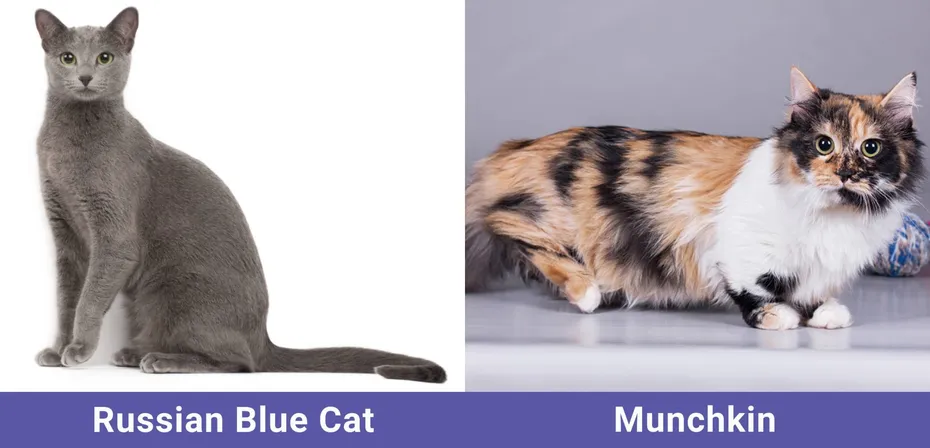 side by side Russian Blue Cat VS Munchkin