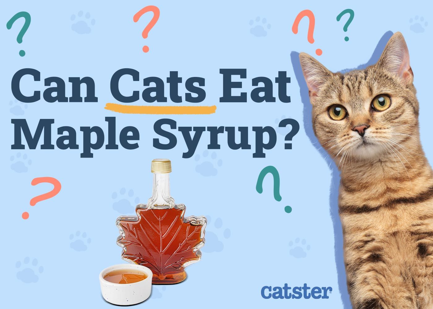 Can Cats Eat Maple Syrup