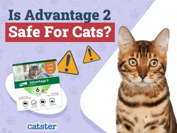 Is Advantage 2 Safe for Cats? Medication, Dosage & Usage