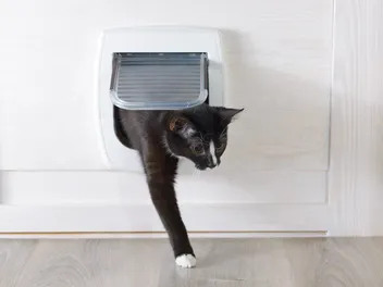 15 Free DIY Cat Door Ideas (With Pictures)