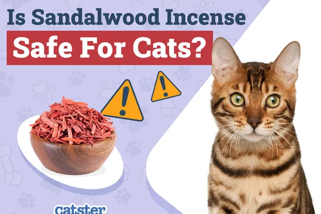 Is Sandalwood Incense Safe for Cats? Vet-Verified Facts and Safety Guide