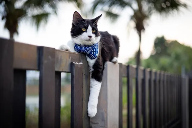 Why Does My Cat Like to Be up High? 5 Vet-Verified Reasons