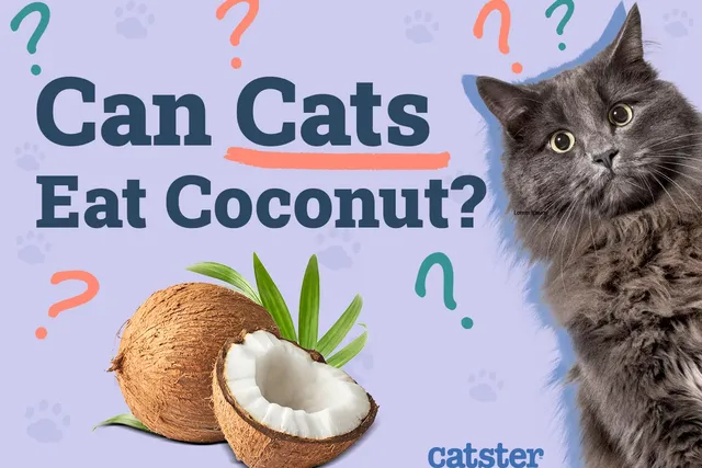 Can Cats Eat Coconut? Vet-Reviewed Health Benefits & Risks