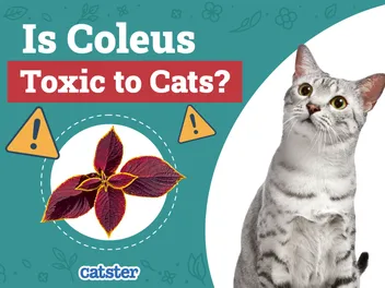 Is Coleus Toxic to Cats? Vet Approved Advice