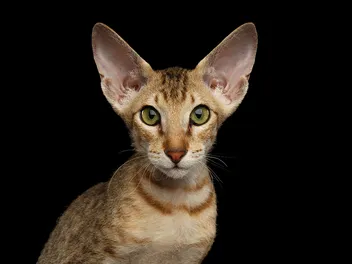 22 Most Expensive Cat Breeds in The World (Info, Pictures & Prices)