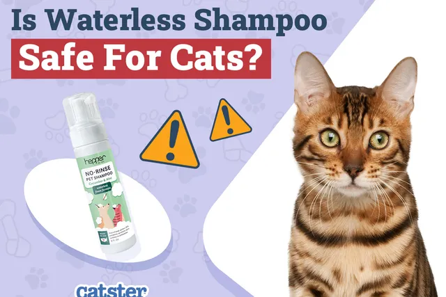 Is Waterless Shampoo Safe for Cats? Vet-Approved Benefits & Tips