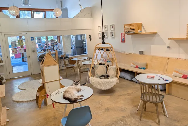 KitTea Cat Café: Inside the Cozy Cat Rescue Changing Lives in San Francisco