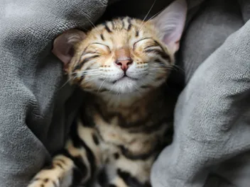 Why Is My Cat Chewing on Nothing and Purring? Our Vet Discusses Possible Reasons