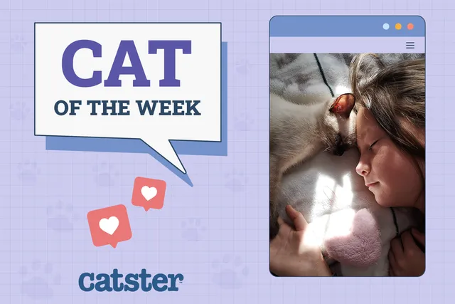 Catster Photo Contest: Cats of the Week Winners (October 23, 2025)