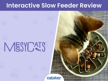 Messy Mutts Messy Cats Interactive Slow Feeder Review 2026: A Detailed Look