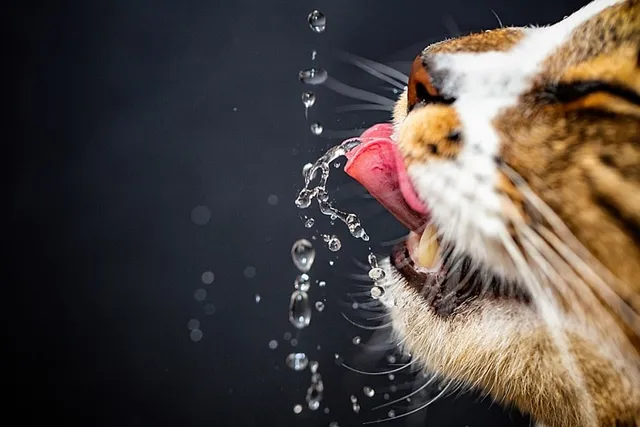 8 DIY Cat Water Fountains You Can Build Today (With Pictures)
