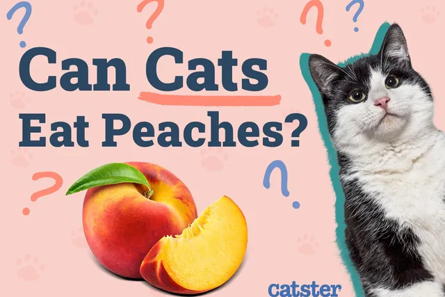 Can Cats Eat Peaches? Vet-Reviewed Facts & Precautions