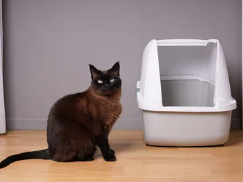 Are Cats Territorial About Their Litter Box? Our Vet Explains