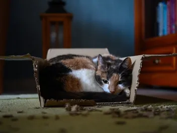How to Tell if a Cat Is Cold – 5 Vet Approved Signs to Look For