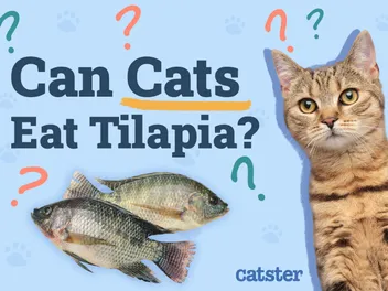 Can Cats Eat Tilapia? Vet Approved Nutrition Advice