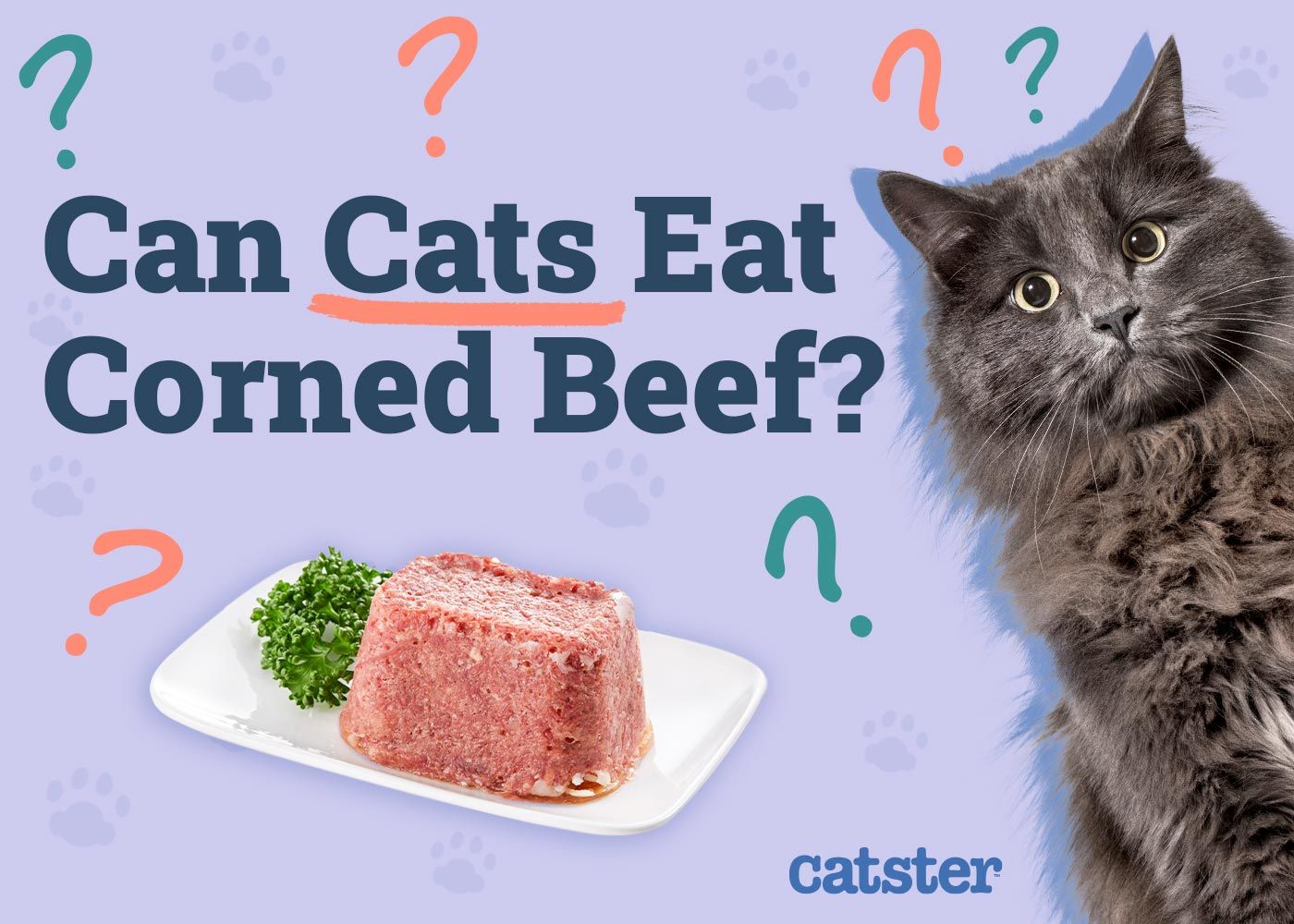 Can Cats Eat Corned Beef