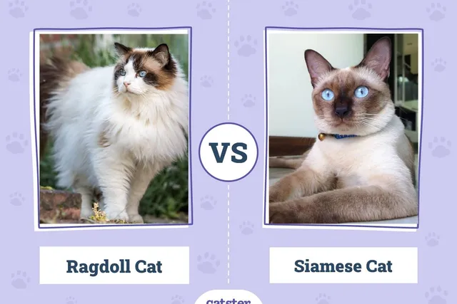 Ragdoll vs Siamese Cat: What’s the Difference? (With Pictures)