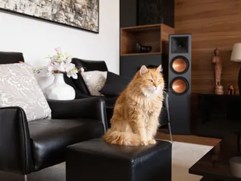 Do Cats Like the Sound of White Noise? Vet-Reviewed Facts & FAQ