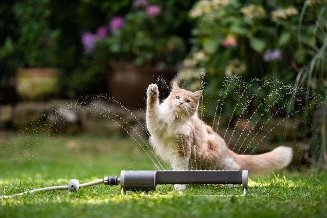 Why Is My Cat So Hyper All of a Sudden: 8 Possible Reasons (Vet Reviewed)