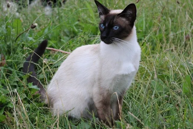 Chocolate Point Siamese Cat: Info, Pictures, Traits & More