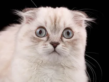 White Scottish Fold Cat: Info, Pictures, Facts & History