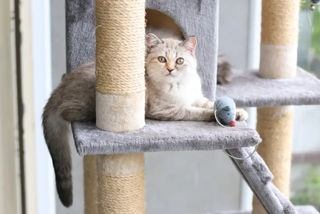 Why Do Cats Hide Their Toys? Vet-Verified Facts & Info