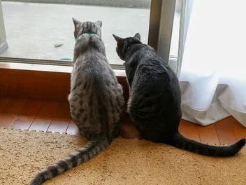 6 Common Cat Tail Types (With Pictures)