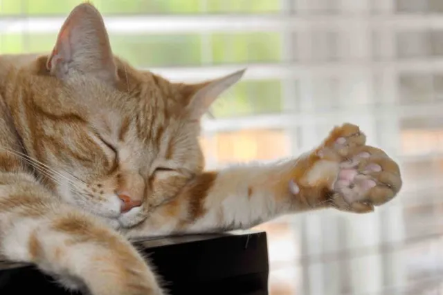 What Are Polydactyl Cats? Why Are They Called Hemmingway's Cats?