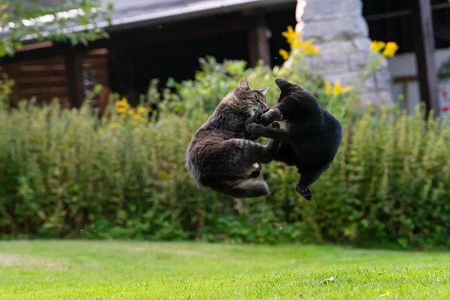 Why Do Cats Fight? 8 Vet-Verified Reasons & How to Stop the Fighting