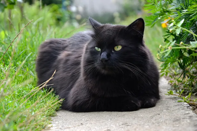 Chantilly-Tiffany Cat Breed: Info, Pictures & Traits