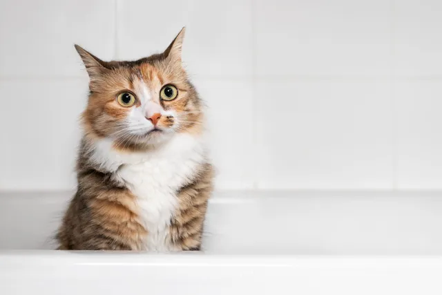Cat Shampoo Alternatives That Are Already in Your House