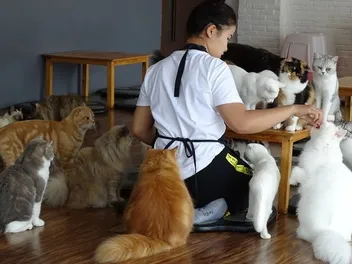 Cat ‘n’ A Cup Cat Café in Chiang Rai, Thailand: Our Review (2026 Update)