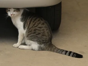 How to Get a Cat Out of the Garage (11 Vet-Reviewed Tips)