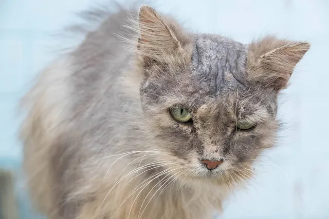 Will Stress Cause a Cat To Lose Their Hair? Vet Approved Facts & FAQ