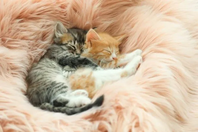Do Kittens Sleep a Lot? Vet-Reviewed Facts & FAQ