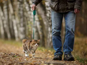 How to Make an Indoor Cat an Outdoor Cat Safely (10 Vet-Reviewed Tips)
