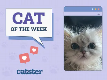 Catster Photo Contest: Cats of the Week Winners (December 18, 2025)