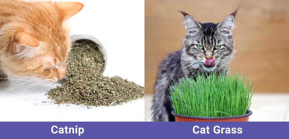 Catnip vs Cat Grass