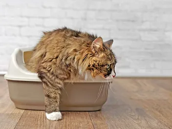 Blood in Cat's Stool: 13 Vet-Verified Possible Causes