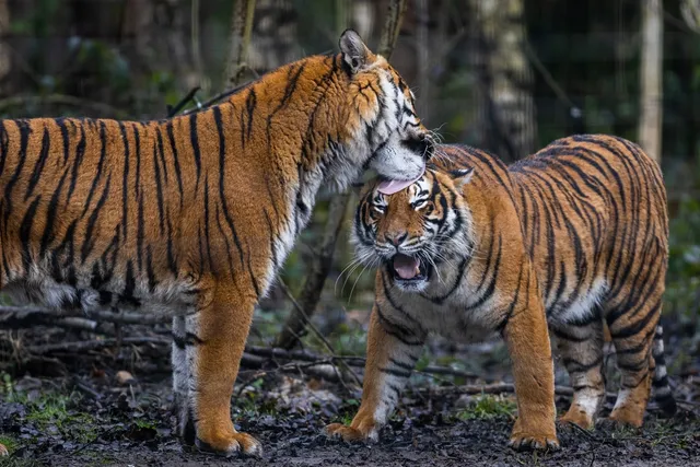 Emotional Support Tigers? Give Me a Break!