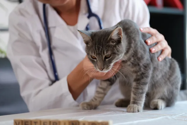 Liver Disease in Cats: Causes, Signs & Treatment Options (Vet Answer)