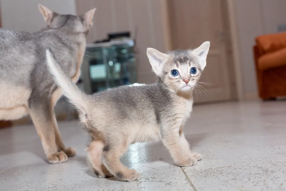 blue-abyssinian-kitten-with-mother