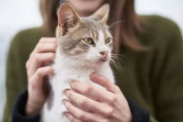 What Is a Cat Massage Therapist? Vet-Reviewed Facts, Procedures & Tips to Become One