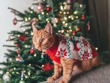 12 Holiday Dangers for Cats & Vet Approved Safety Tips