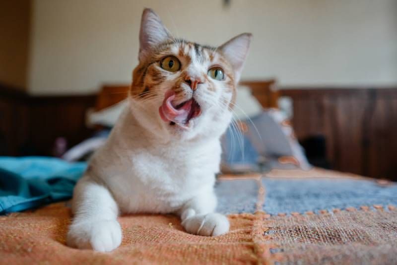 a hungry cat smacking her lips on a bed