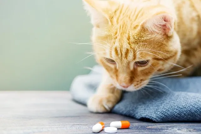 Can Cats Take Human Antibiotics? Vet-Reviewed Health Precautions & Risks