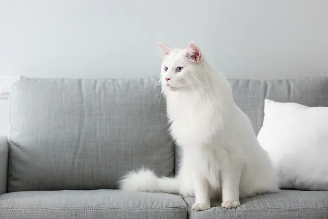 21 White Cat Breeds (With Info & Pictures)