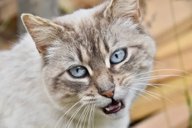 4 Richest Cats in the World (With Info & Pictures)