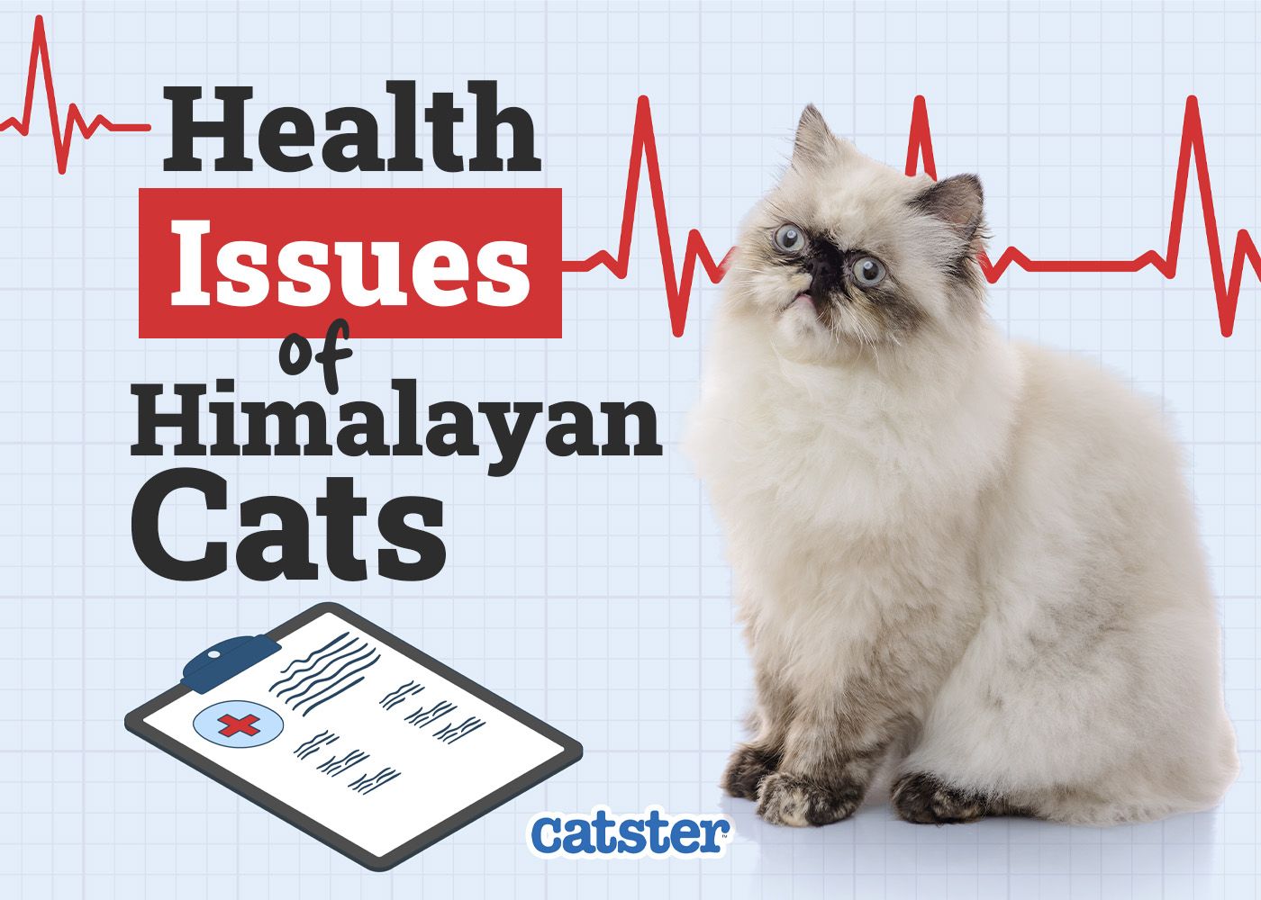 Catster_Health Problems of Himalayan Cats